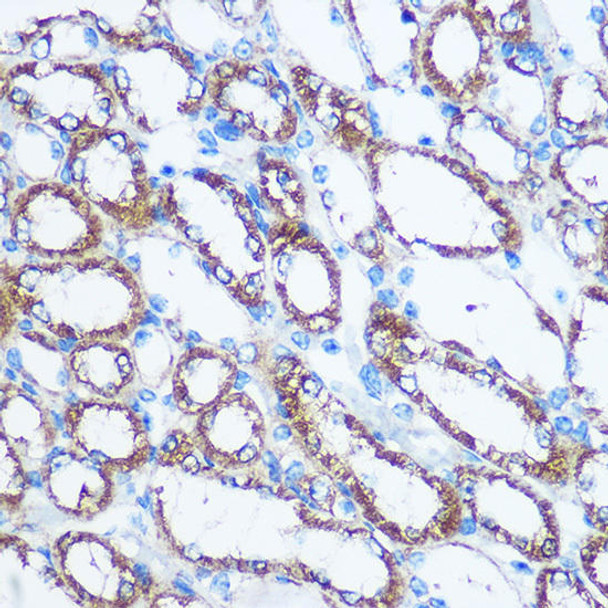 Developmental Biology Anti-NME1 Antibody CAB0259