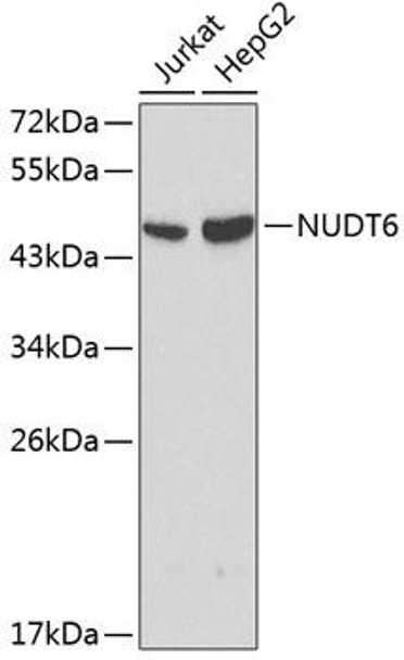 Cell Biology Antibodies 1 Anti-NUDT6 Antibody CAB0260