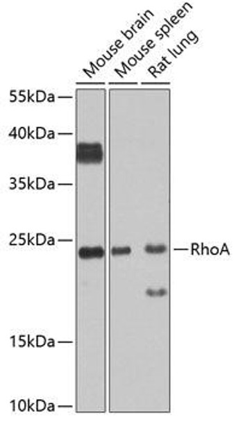 Cell Cycle Antibodies 1 Anti-RhoA Antibody CAB0272