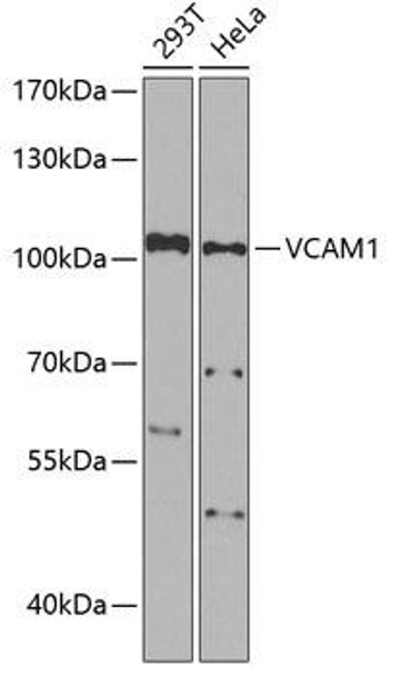 Cell Biology Antibodies 1 Anti-VCAM1 Antibody CAB0279