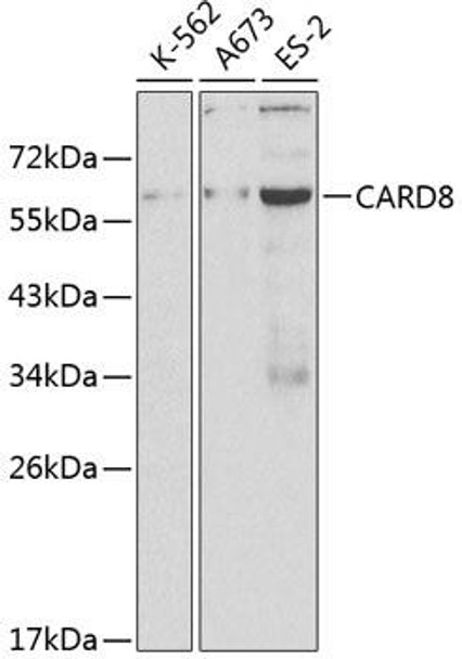 Cell Death Antibodies 1 Anti-CARD8 Antibody CAB0293