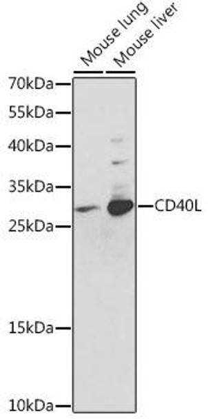 Cell Biology Antibodies 1 Anti-CD40L Antibody CAB0327