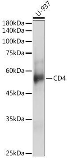 Immunology Antibodies 1 Anti-CD4 Antibody CAB0363