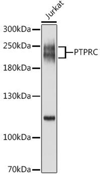 Immunology Antibodies 1 Anti-PTPRC Antibody CAB0372