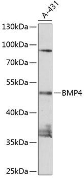 Cell Biology Antibodies 1 Anti-BMP4 Antibody CAB0425