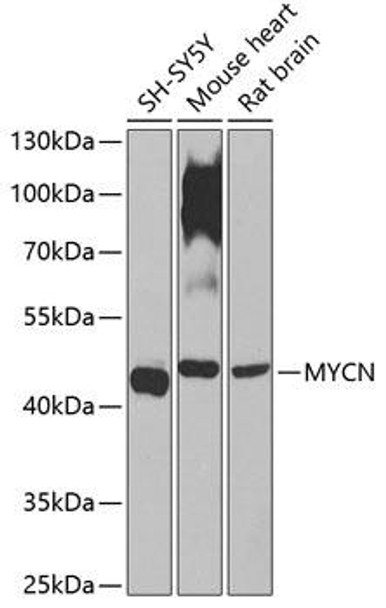 Epigenetics and Nuclear Signaling Antibodies 1 Anti-MYCN Antibody CAB0499