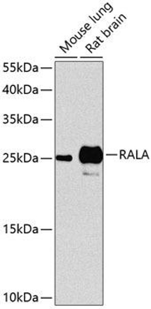 Cell Cycle Antibodies 1 Anti-RALA Antibody CAB0541