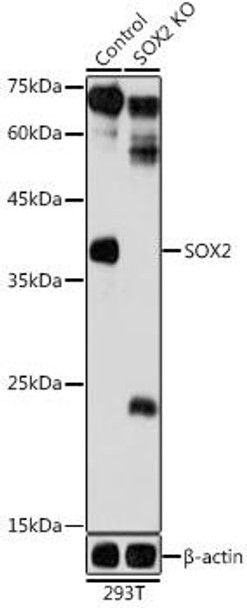 KO Validated Antibodies 1 Anti-SOX2 Antibody CAB0561KO Validated