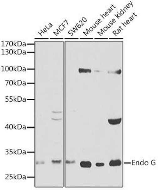 Cell Biology Antibodies 1 Anti-Endo G Antibody CAB0604