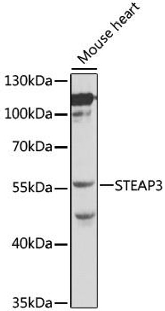 Cell Death Antibodies 1 Anti-STEAP3 Antibody CAB0683