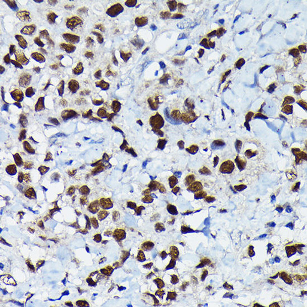 Developmental Biology Anti-CEBPB Antibody CAB0711