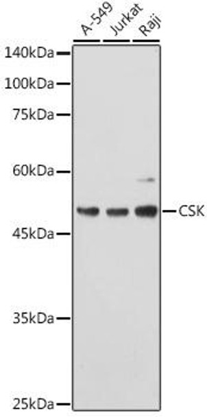 KO Validated Antibodies 1 Anti-CSK Antibody CAB0735KO Validated