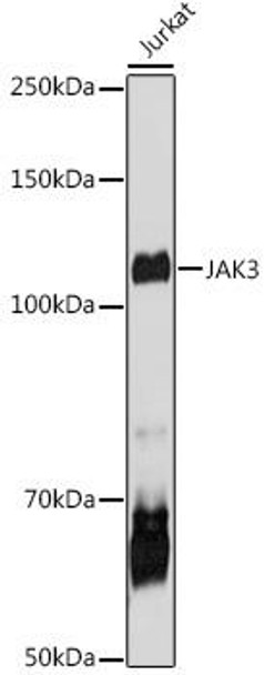 Immunology Antibodies 1 Anti-JAK3 Antibody CAB0748