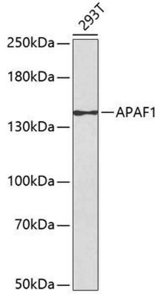 Cell Death Antibodies 1 Anti-APAF1 Antibody CAB0751