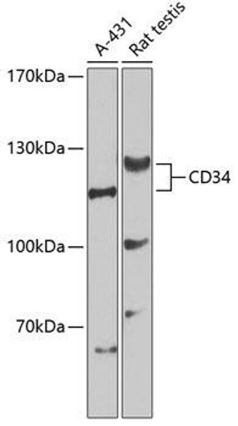 Cell Biology Antibodies 1 Anti-CD34 Antibody CAB0761