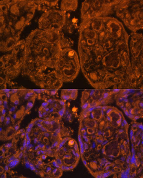 Cell Biology Antibodies 1 Anti-CD34 Antibody CAB0761