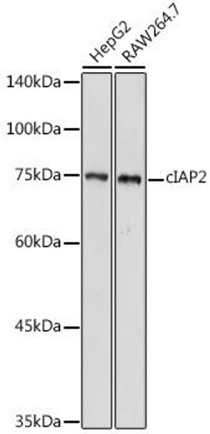 Cell Death Antibodies 1 Anti-cIAP2 Antibody CAB0833