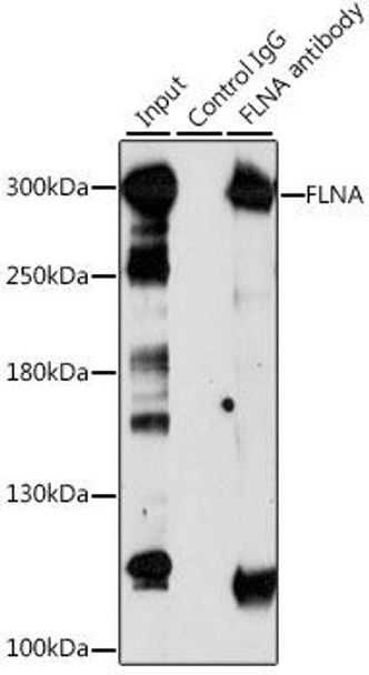 Cell Biology Antibodies 1 Anti-FLNA Antibody CAB0927