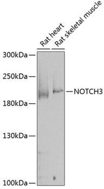 Developmental Biology Anti-NOTCH3 Antibody CAB0929