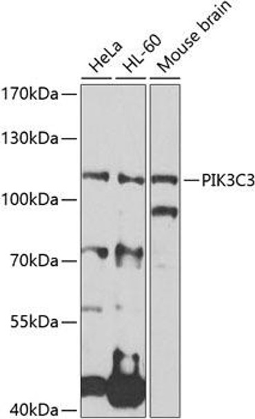 Autophagy Antibodies Anti-PIK3C3 Antibody CAB0952