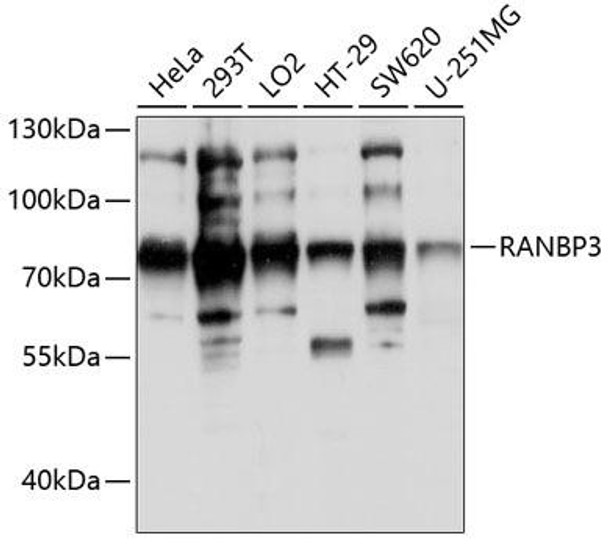 Cell Biology Antibodies 1 Anti-RANBP3 Antibody CAB0955
