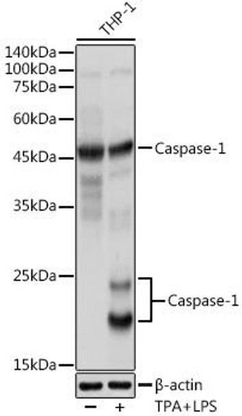 Cell Death Antibodies 1 Anti-Caspase-1 Antibody CAB0964