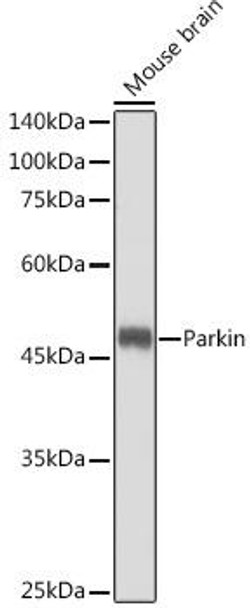 Autophagy Antibodies Anti-Parkin Antibody CAB0968