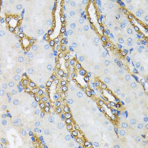 Cell Biology Antibodies 1 Anti-HSP90B1 Antibody CAB0989