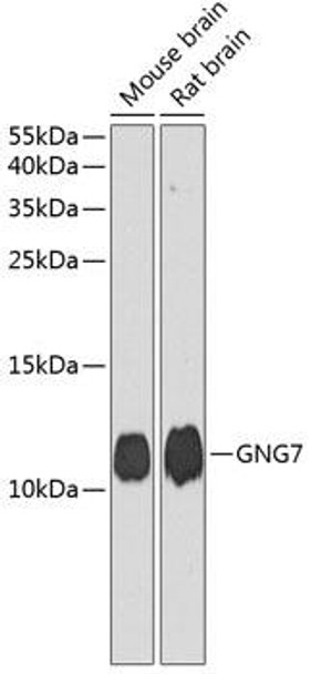 Cell Biology Antibodies 1 Anti-GNG7 Antibody CAB10009