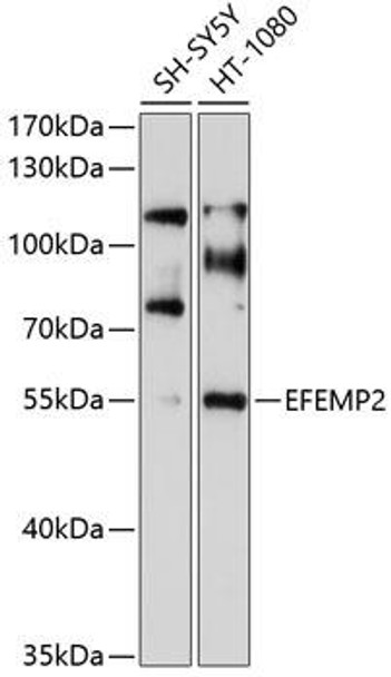 Cell Biology Antibodies 1 Anti-EFEMP2 Antibody CAB10018