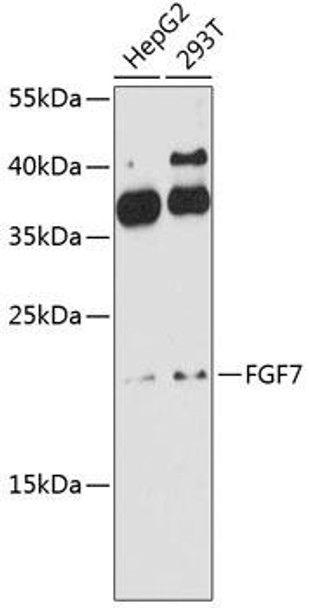 Cell Biology Antibodies 1 Anti-FGF7 Antibody CAB10028