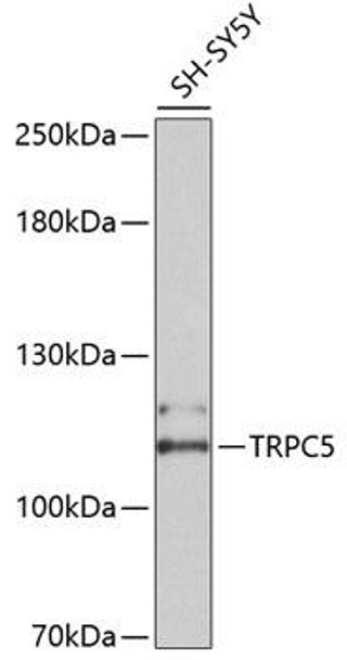 Cell Biology Antibodies 1 Anti-TRPC5 Antibody CAB10089