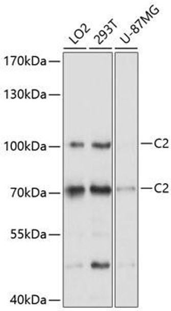 Immunology Antibodies 1 Anti-C2 Antibody CAB10186