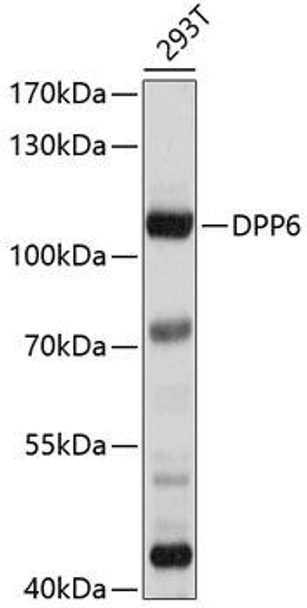 Cell Biology Antibodies 1 Anti-DPP6 Antibody CAB10210