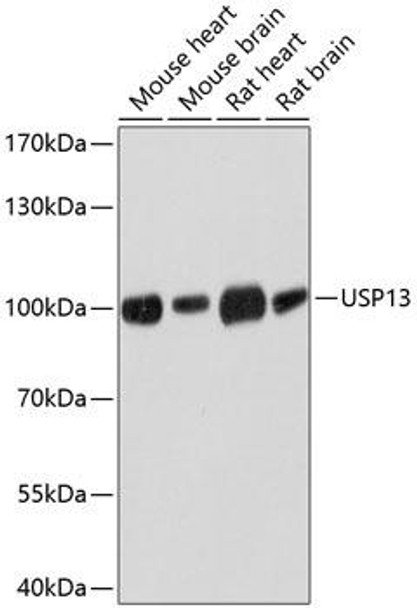 Autophagy Antibodies Anti-USP13 Antibody CAB10264