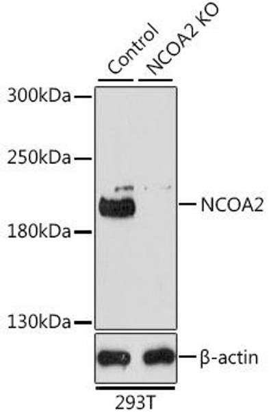 KO Validated Antibodies 1 Anti-NCOA2 Antibody CAB10280KO Validated