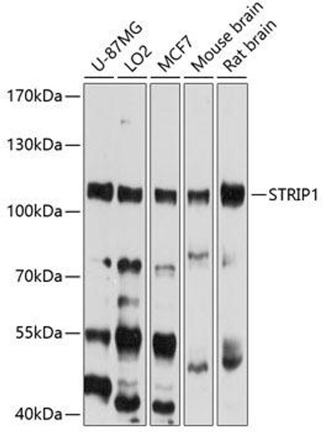 Cell Biology Antibodies 1 Anti-STRIP1 Antibody CAB10334