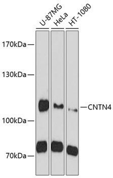 Cell Biology Antibodies 1 Anti-CNTN4 Antibody CAB10339