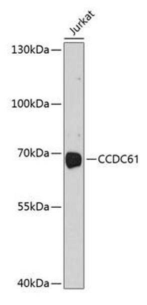 Cell Biology Antibodies 1 Anti-CCDC61 Antibody CAB10341