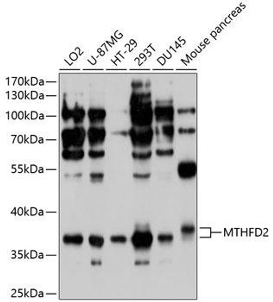 Metabolism Antibodies 1 Anti-MTHFD2 Antibody CAB10386