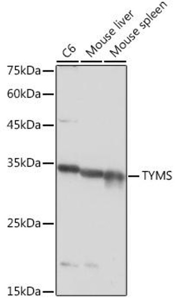 Epigenetics and Nuclear Signaling Antibodies 1 Anti-TYMS Antibody CAB10441