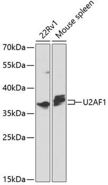 Epigenetics and Nuclear Signaling Antibodies 1 Anti-U2AF1 Antibody CAB1046