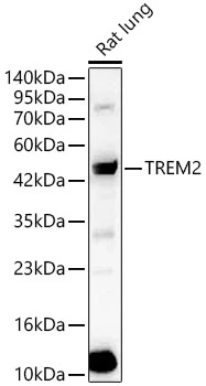 Western blot analysis of lysates from Rat lung using TREM2 Rabbit pAb (CAB10482)