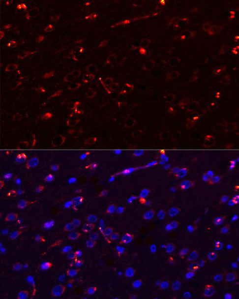 Cell Biology Antibodies 2 Anti-MEGF10 Antibody CAB10508