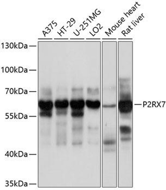 Signal Transduction Antibodies 1 Anti-P2RX7 Antibody CAB10511