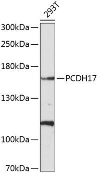 Cell Biology Antibodies 2 Anti-PCDH17 Antibody CAB10512