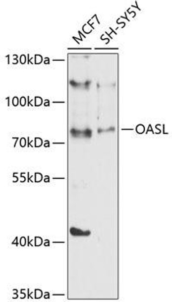Immunology Antibodies 1 Anti-OASL Antibody CAB10527