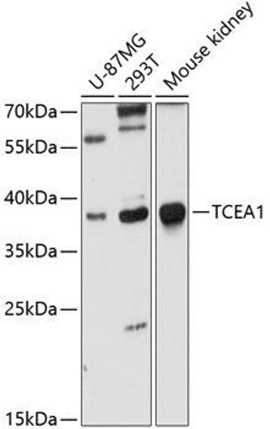 Epigenetics and Nuclear Signaling Antibodies 1 Anti-TCEA1 Antibody CAB10541