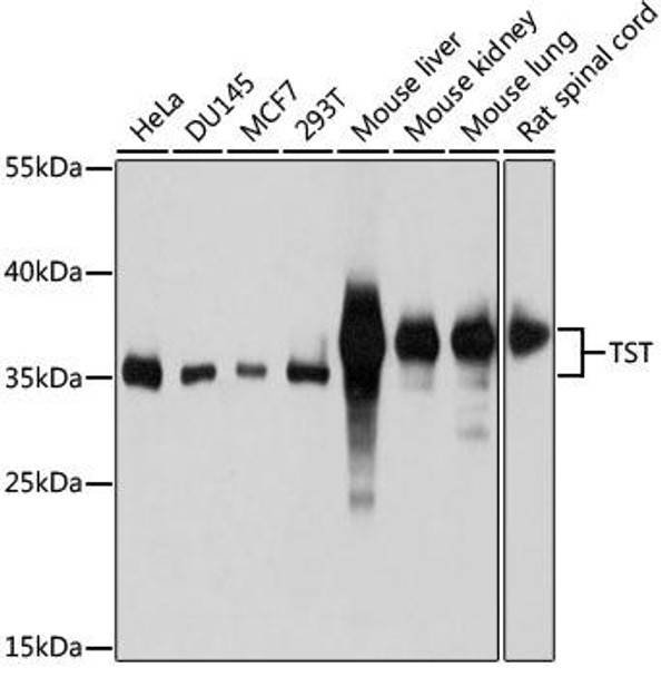 Cell Biology Antibodies 2 Anti-TST Antibody CAB10542