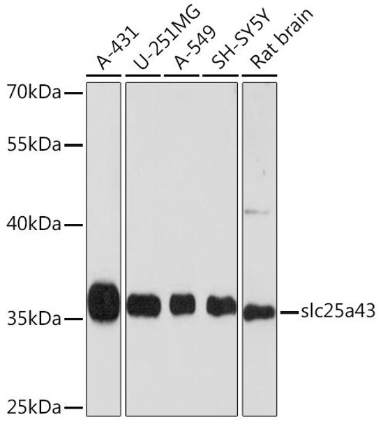 Cell Biology Antibodies 16 Anti-slc25a43 Antibody CAB10726